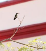 Fotografía de Fauna Urbana