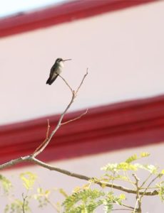 Fotografía de Fauna Urbana