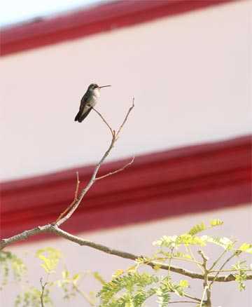 Fotografía de Fauna Urbana, colibrí reposando en una rama